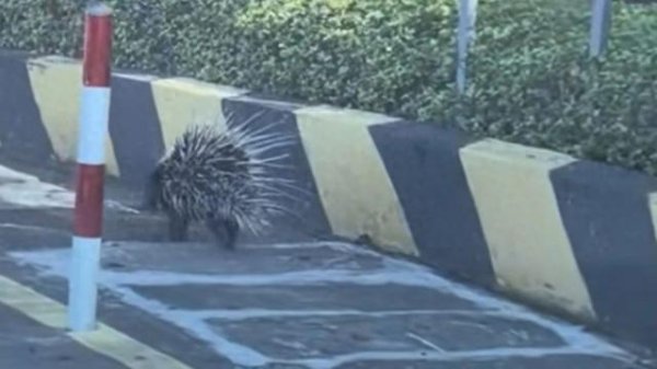 同花配资 罕见动物近期在厦变得多见了？网友分享偶遇野生动物经历→