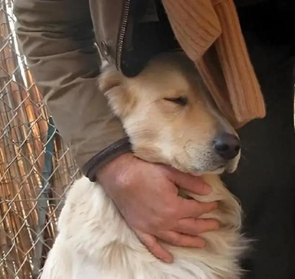 世纪汇通 狗狗偷偷爱你10种方式，你家狗子中了几招？