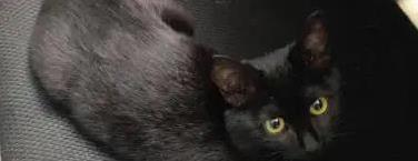 中期国际 黑猫没人养？真相揭秘，它比你想的更灵！